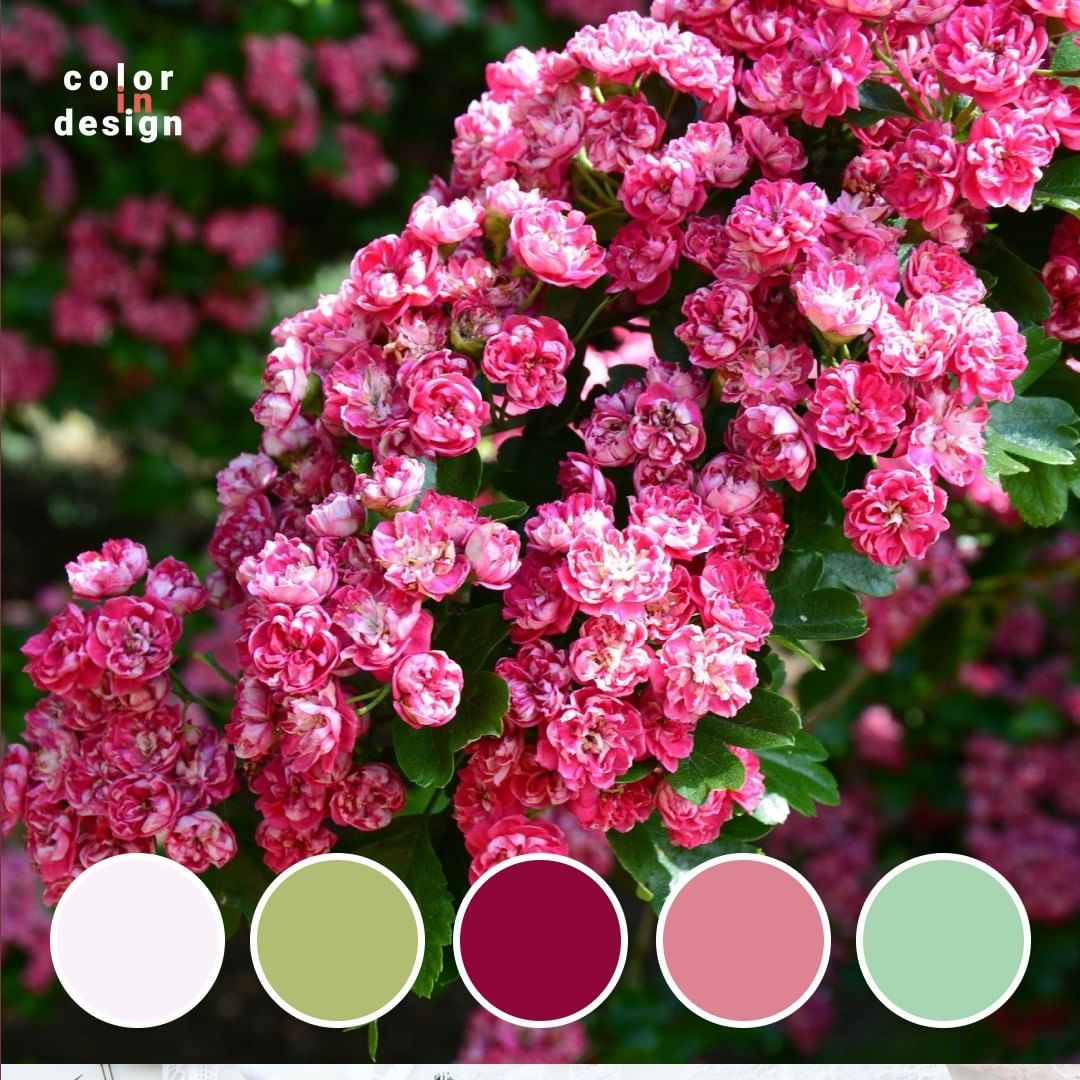 Сочетание цветов белый, оливковый, бордовый, розовый, салатовый