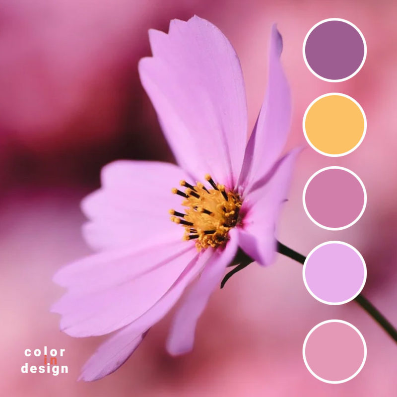 Сочетание цветов фиолетовый, желтый, розовые цвета