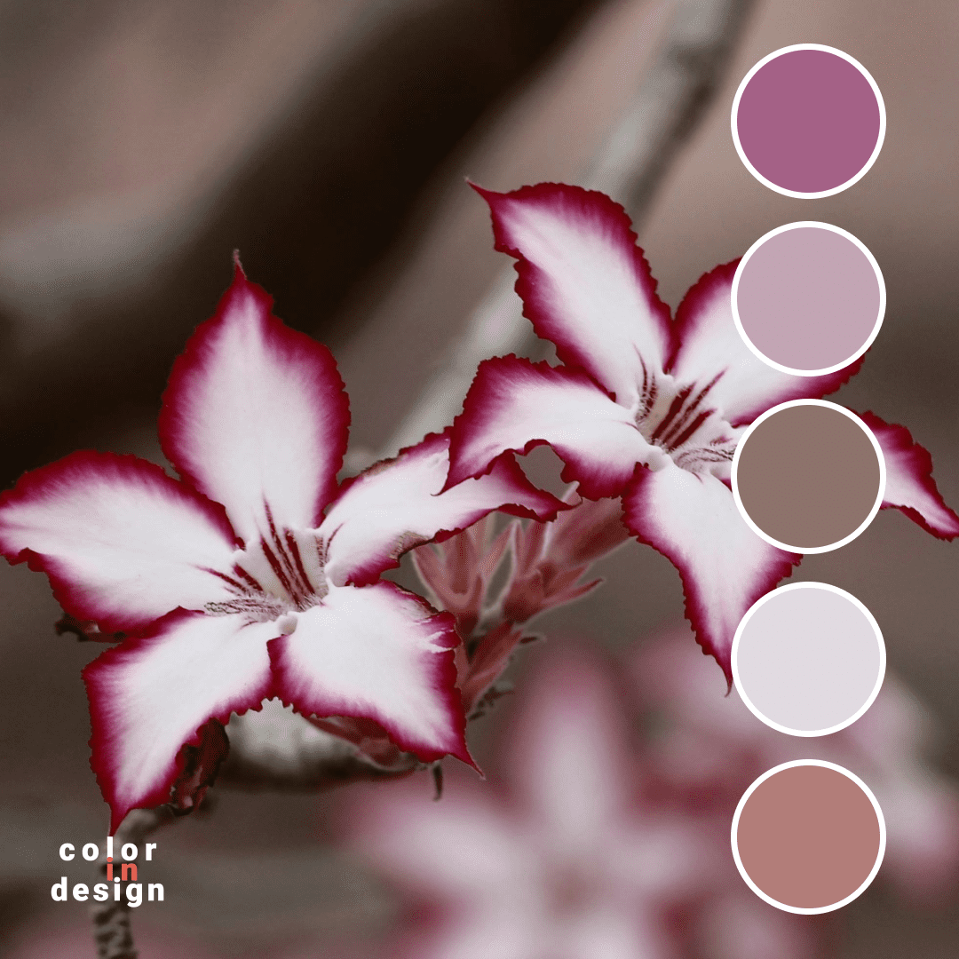 Сочетание цветов коричневый, розовый, пастельный пурпурный