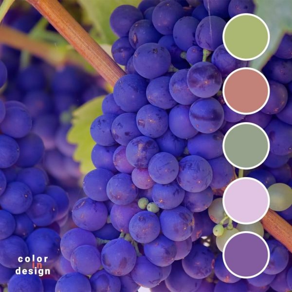 Сочетание цветов фиолетовый, зеленый, сиреневый, оливковый