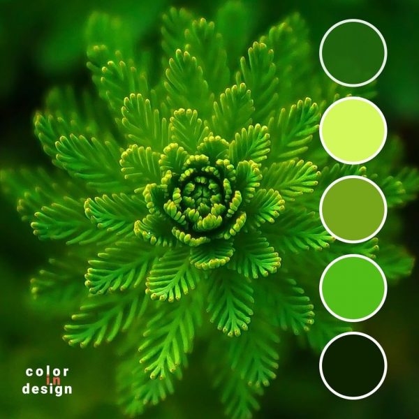 Сочетание цветов зеленый, фисташковый, салатовый, темно-зеленый