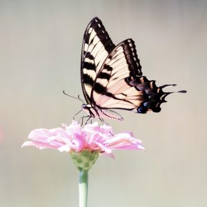 Палитры с бабочками