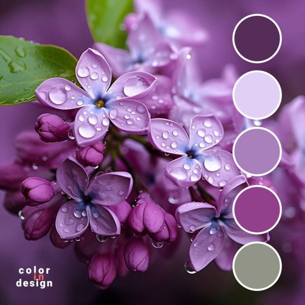 Сочетание цветов лавандовый, фиолетовый, сливовый